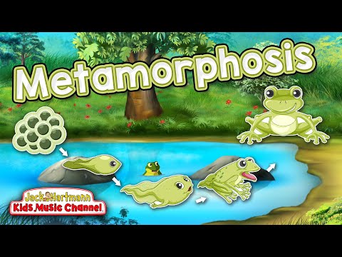 Metamorphosis! | Frogs Life Cycle Song for Kids | Jack Hartmann