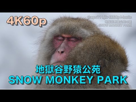 長野地獄谷野猿公苑 SNOW MONKEY PARK