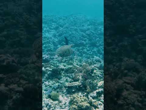 慶良間諸島の海でウミガメに遭遇〜✨✨ #シュノーケリング #沖縄 #海 #shorts