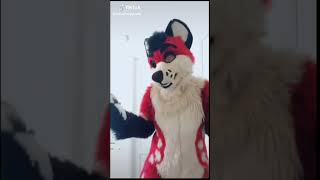 BEST Furry TikToks compilation 0434 #shorts #furrytiktok #furry  #funnyvideo  #youtube