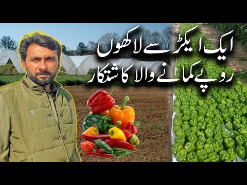 Earn millions of rupees from capsicum | شملہ مرچ سے لاکھوں روپے کمائیں | DAAD'S AGRI FARM