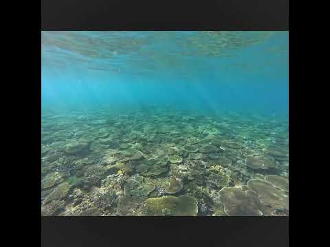 Cape Zampa Scuba Diving December 16, 2023