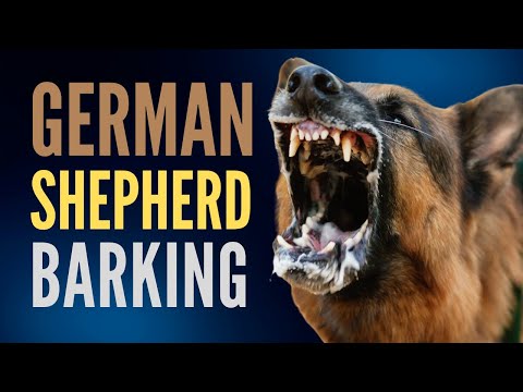 20 Minutes Of Non Stop German Shepherd Barking. Aggressive German Shepherd Dog Bark Compilation