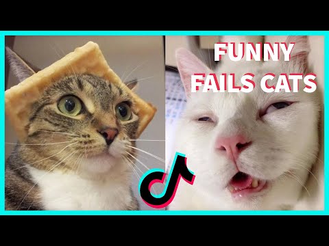 FUNNY FAILS CATS TIKTOK COMPILATION