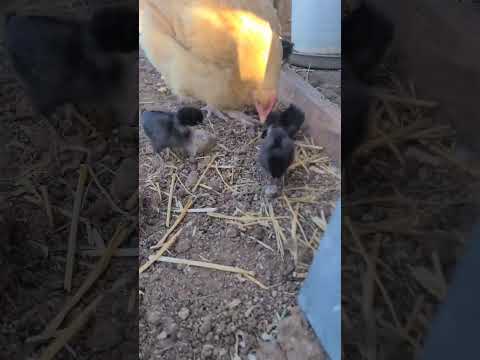 Let your chickens be the pest control! #babychick #raisingchickens #farm #pestcontrol #gardentips