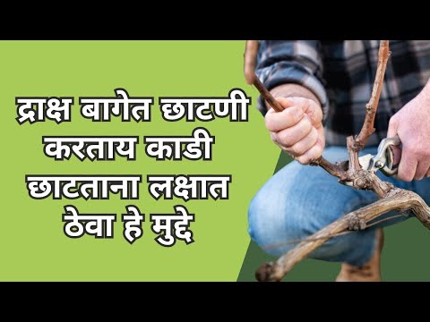 shrihari ghumare | द्राक्ष बागेत छाटणी करताय काडी  छाटताना  लक्षात ठेवा  हे  मुद्दे