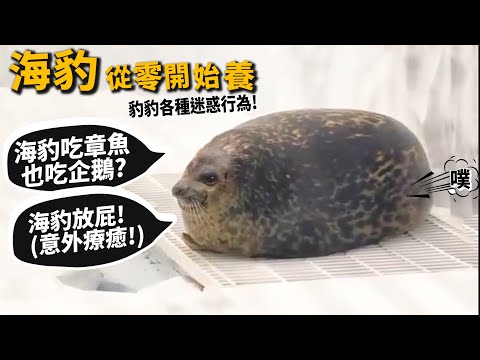 【從零開始養】海豹!海豹吃章魚也吃企鵝?海豹放屁意外療癒?海豹各種迷惑行為?【許伯簡芝】seal