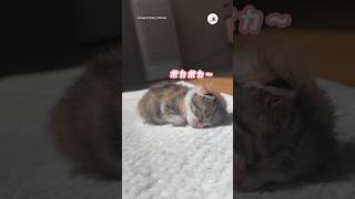 日向ぼっこを知った子猫♡｜PECO #子猫 #愛猫家 #子猫のいる生活 #猫 #kitten #catlover #kittenlife #cat