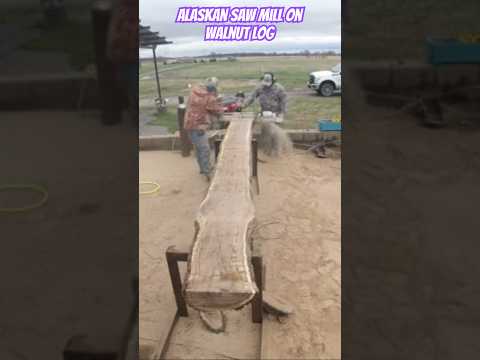 Alaskan sawmill Milling walnut #shortsvideo #alaskansawmill