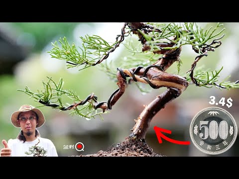 I made a juniper to sell for $3.4 [Bonsai Q]