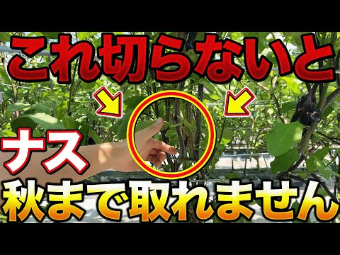 【更新選定】ナス栽培で1株から300本取るには今の時期お手入れしなくちゃいけません