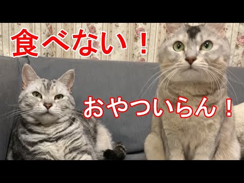 焼ガツオのおやつを珍しく断る猫たち　おしゃべりペット