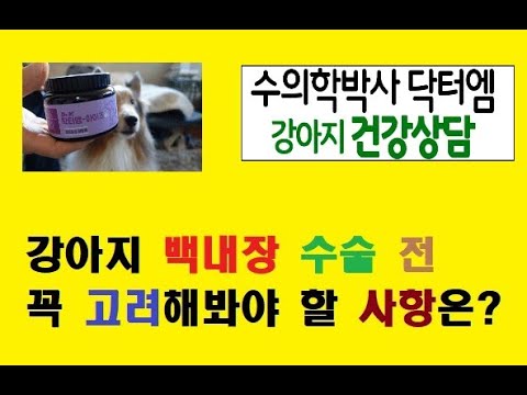 강아지 백내장 수술 전 꼭 고려해야 할 사항은?