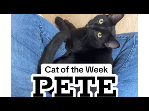 Cat of the Week ~ Pete