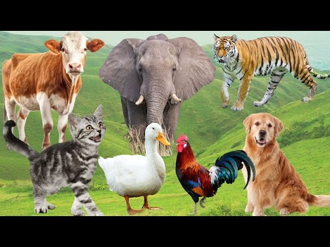 Animal Sounds: Cat, Dog, Chicken, Cow, Duck, Birds, Elephant, Monkey – Animal Moments