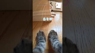 猫の目線で誘ってみた｜PECO #猫 #愛猫家 #猫のいる暮らし #猫動画 #cat #catlover #catlife #catvideos