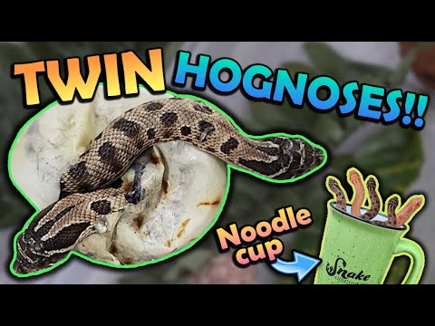 We got TWINS!! Baby Hognoses Hatching!