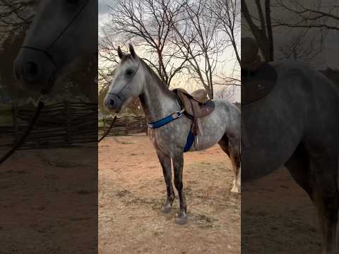 Qual cor de arreio combinou com cavalo?