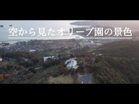 空から見たオリーブ園の景色