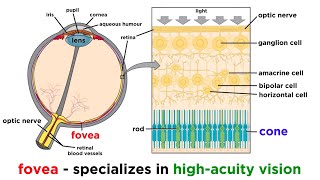 Visual Processing and the Visual Cortex