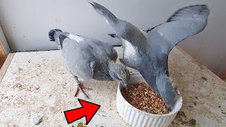 BABY PIGEON FEEDING