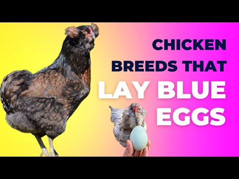 Chicken Breeds that Lay BLUE EGGS 💙Blue Egg Laying Chickens with English Subtitbles