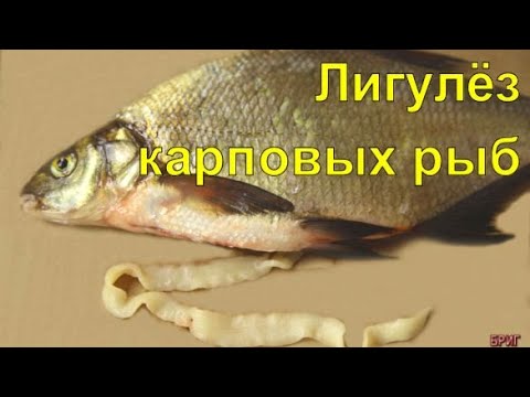 Лигулёз у карповых рыб. Опасность для человека.