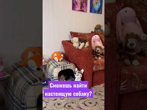 СМОЖЕШЬ НАЙТИ НАСТОЯЩУЮ СОБАКУ? (Часть7)