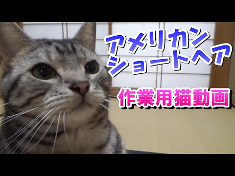 作業用猫動画　２～３歳アメリカンショートヘア2023年