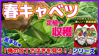 【春キャベツ】収穫　植え付け～収穫までの成長変化（日数カウント付き）　マロ夫の「俺の（苦手な）包丁さばきを見ろ！」シリーズ　マロ夫とマロの楽しい家庭菜園／貸し農園