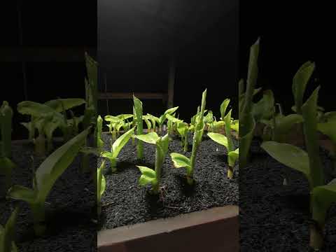 banana propagation