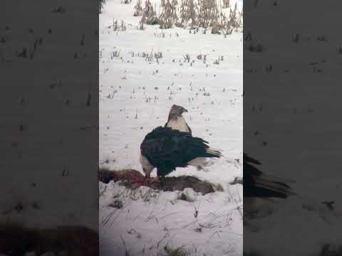 Bald Eagle, Red-tailed Hawk w/ carcass #baldeagle #hawk #redtailedhawk #eagle #coyote #birdwatching