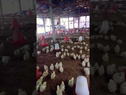 poultry chick's age 7 days #poultry #food #shorts