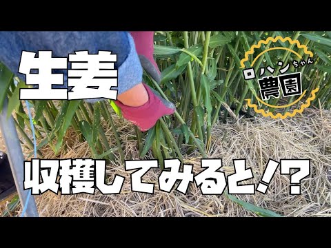 【生姜収穫】まだまだ大きくなる収穫のタイミング！！大きく育てるポイント！【有機】