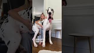 Great Dane Puppy ➡️ GIANT #greatdanes #barked #shortfeed #cutepuppies