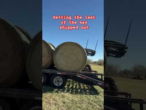 Loading round hay bales #shorts #tractor #hay