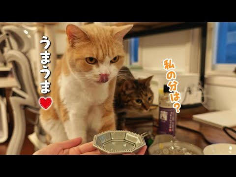 猫が大喜びで食べてくれるお魚の調理方法を見つけた!!　908話