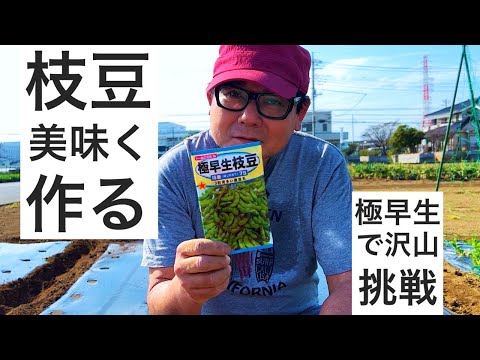 美味しい枝豆を沢山作りたい