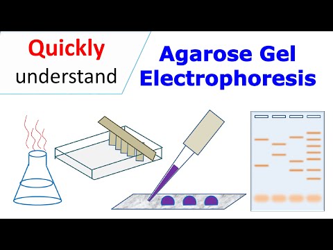 Agarose gel electrophoresis