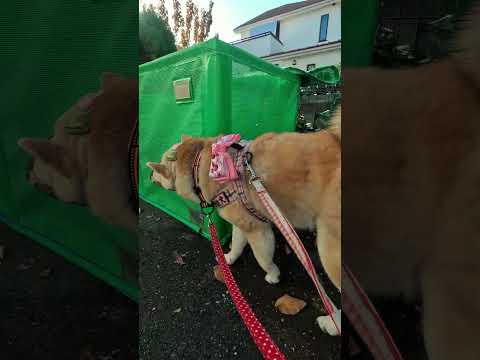 てくてく散歩【介助犬と桃にゃん】 #柴犬介助犬 #介助犬るな #介助犬と桃にゃん #介助犬 #dog #doglover #cutedog #柴犬