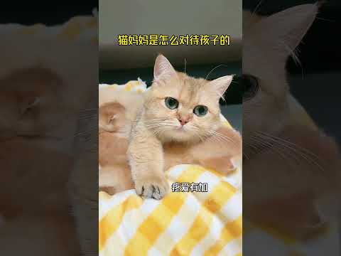 像极了我妈！ 猫咪 万物可爱计划