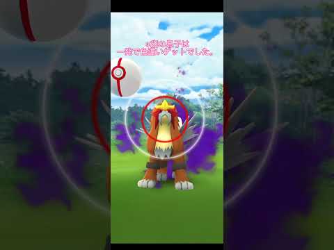 シャドウを超える邪悪（息子）#ポケモンgo #シャドウエンテイ#カミツルギ