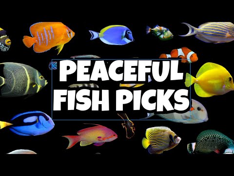 Top Beginner Saltwater Fish for a Peaceful Fish Only Waterbox