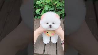 Cute Pomeranian puppies 😍 #shorts #dog #pomeranian