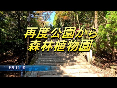 紅葉の再度公園から森林植物園 R5 11 19