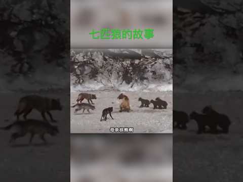 我的天啊‼️熊与狼的战争永不停歇…… #動物世界 #疯狂爬宠侠 #紀錄片 #野生動物