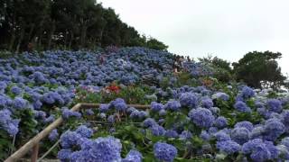 El Jardin de las Hortensias Motobu, Okinawa 本部町あじさい園