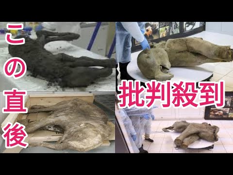 5万年前のマンモスの赤ちゃん、とけた永久凍土から発見　ロシア・サハ共和国