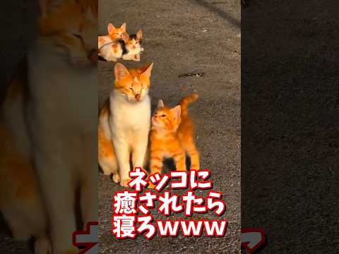 ネッコの動画で癒されたら寝ろｗｗｗ　#2ch #2chまとめ 動物スレ #2ch面白いスレ #動物 #犬 #猫 #癒やし #ねこ動画