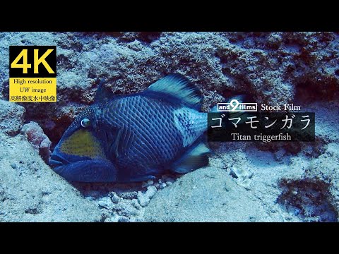 【4K 水中映像】卵を守るゴマモンガラ / Titan triggerfish / Balistoides viridescens